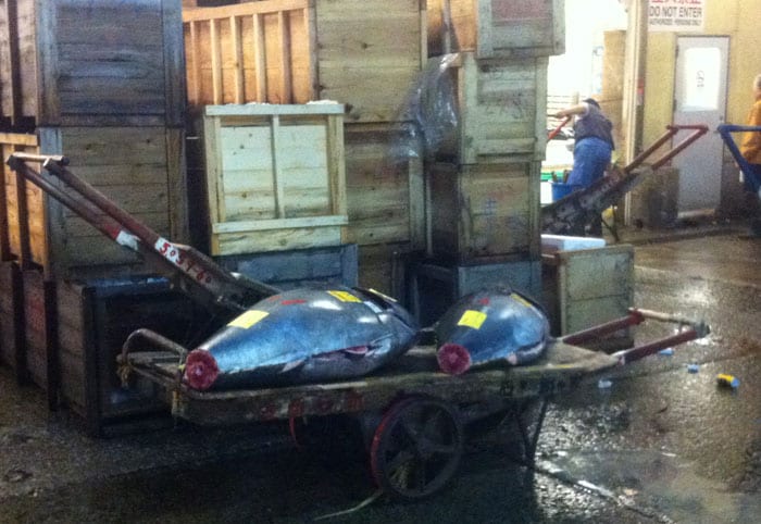 Atunes rojos en el Mercado de Tsukiji — Tokyo, Japón