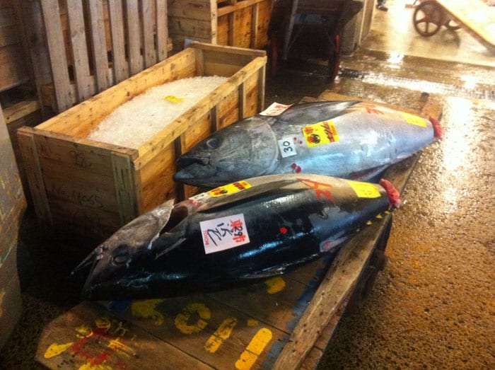 Atunes rojos en el Mercado de Tsukiji — Tokyo, Japón