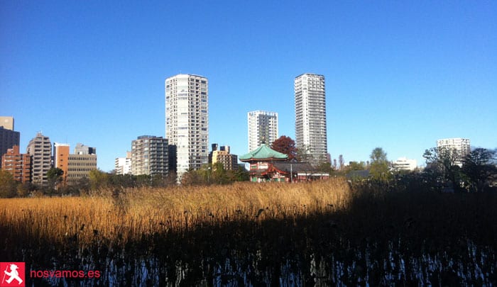Lo mejor para aprovecha la mañana, irse a correr por Ueno Park y ver esto — Tokyo, Japón