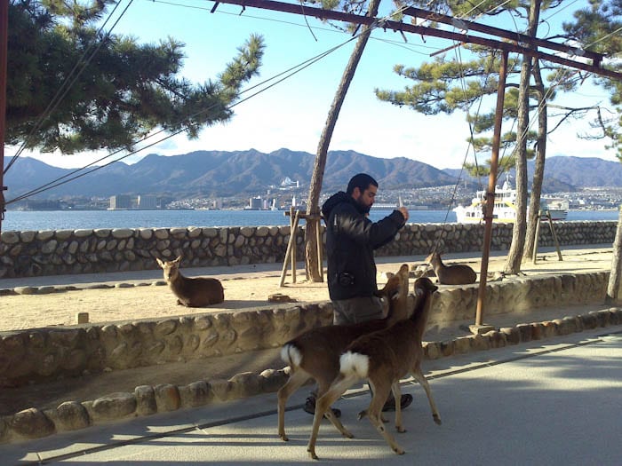 Los bonitos ciervos de antes, ahora me intentan -y lo consiguen- robar la comida — Hiroshima, Japón