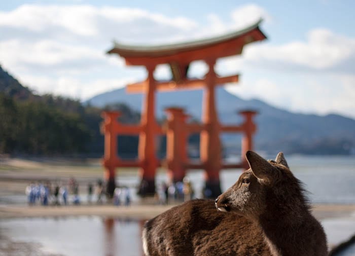 Por toda la isla te encuentras ciervos — Hiroshima, Japón