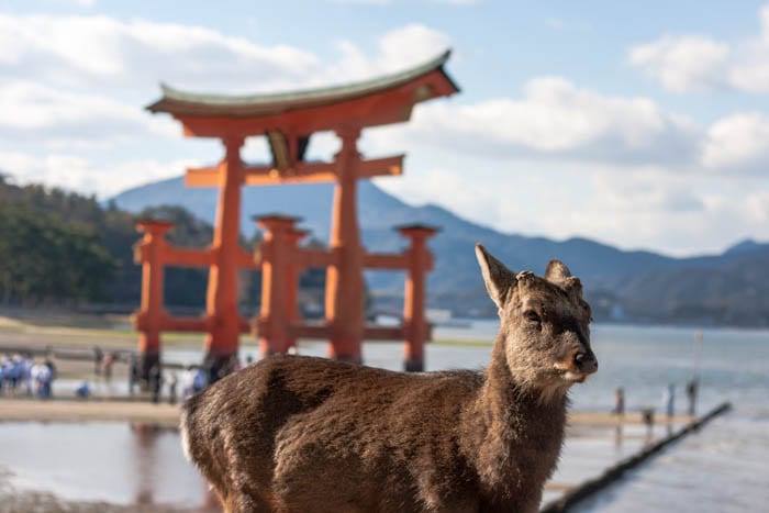 Por toda la isla te encuentras ciervos — Hiroshima, Japón