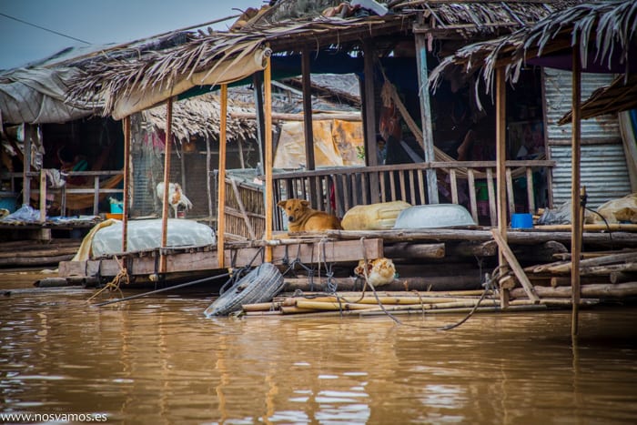 No sé que hace un perro en una casa flotante — Chong Kos, Camboya