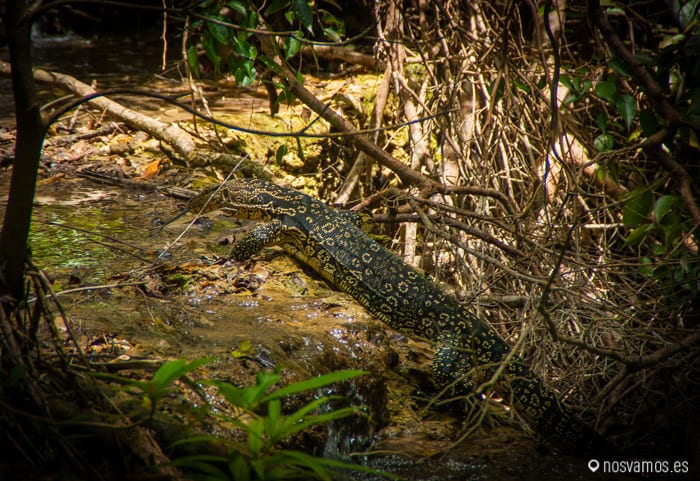 Compañeras de ruta, debia medir como un metro — Kanchanaburi, Tailandia