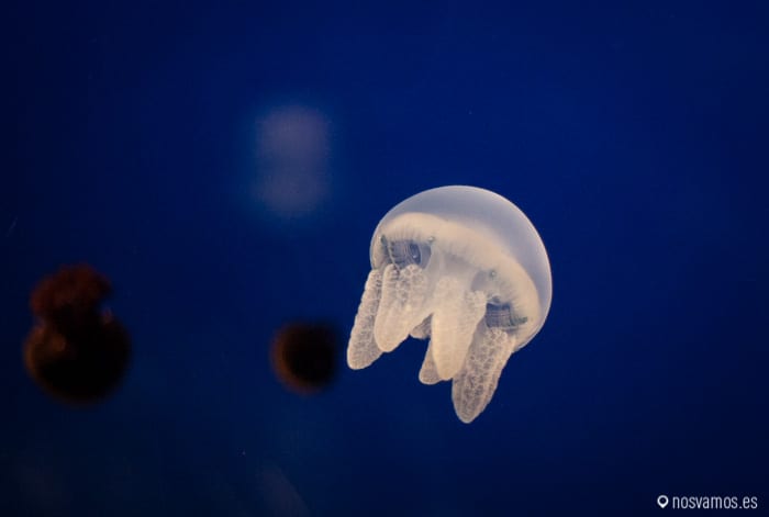 Hay algunas muy pequeñas, esta debía de medir menos de 3cm — Osaka, Japón