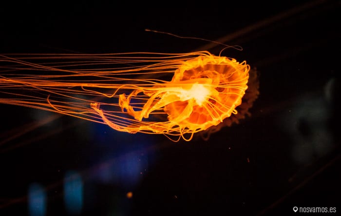 Y algunas parecían estar en llamas — Osaka, Japón