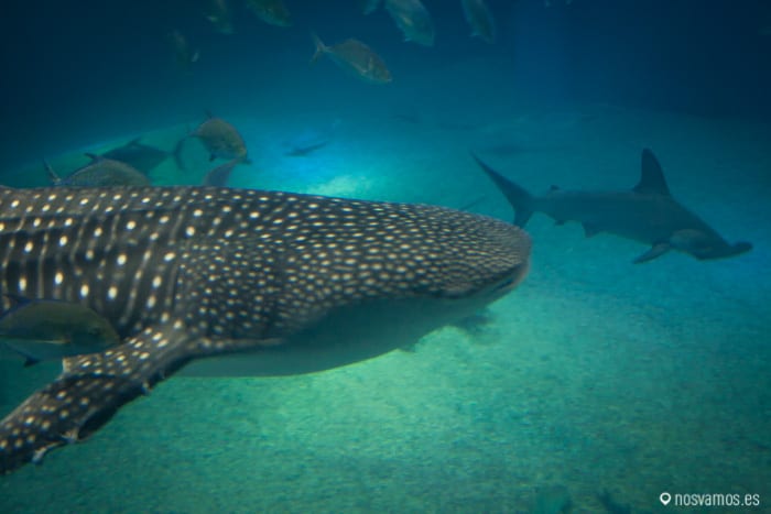 Un tiburón ballena, el reclamo del acuario — Osaka, Japón