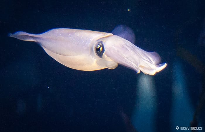 Cachones diminutos :D esto en Cantabra se llaman  — Osaka, Japón