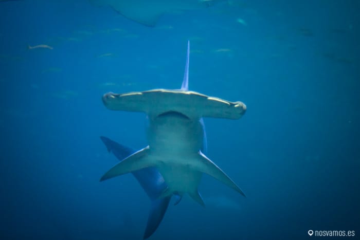 Tiburón martillo — Osaka, Japón