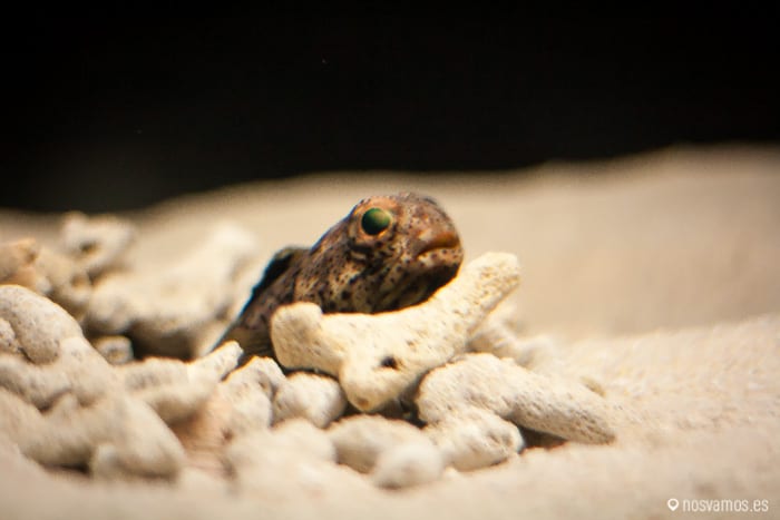 Ni idea de lo que es esto — Osaka, Japón