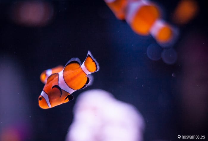 Parece nemo pero no lo es, nemo era un dibujo animado — Osaka, Japón