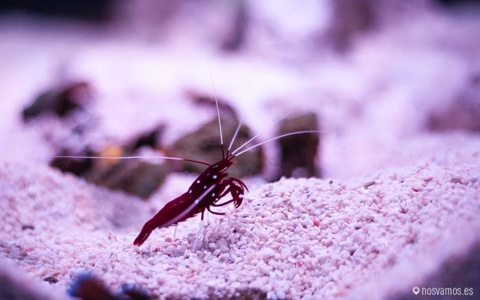 Gambas diminutas — Osaka, Japón