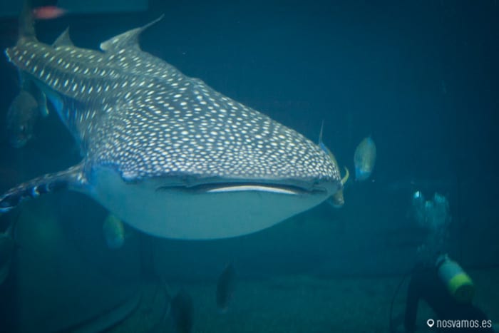 Cada vez que el tiburón ballena pasa por delante acojona — Osaka, Japón