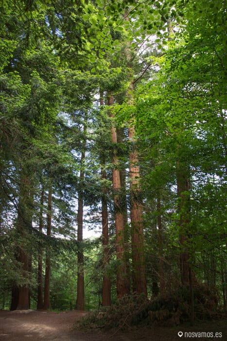 bosque-secuoyas-cabezon-1 — España