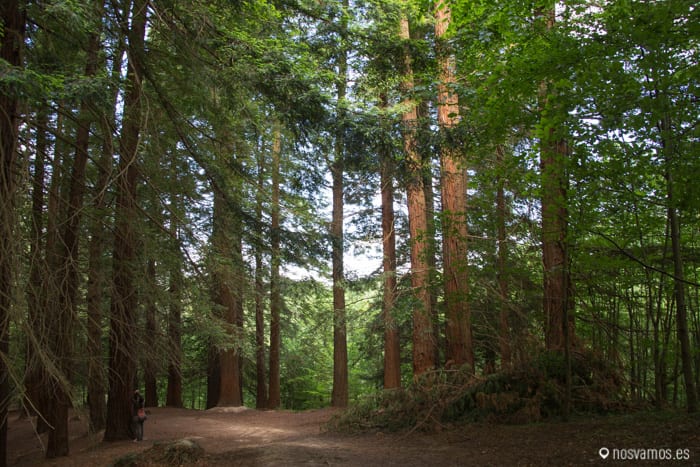 bosque-secuoyas-cabezon-2 — España