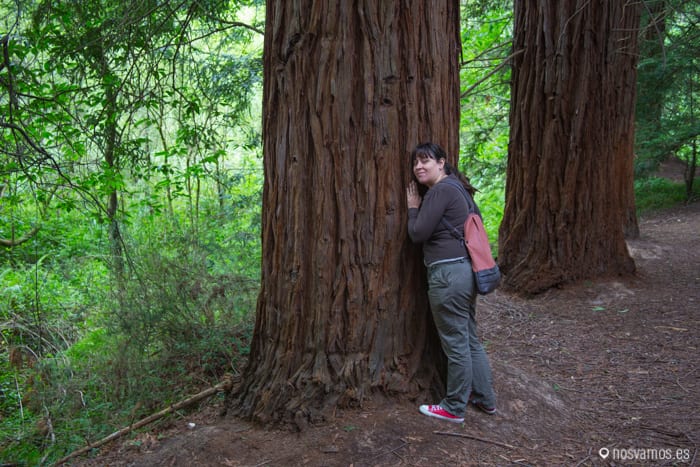 bosque-secuoyas-cabezon-3 — España