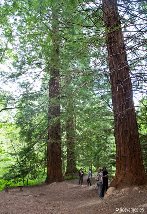 bosque-secuoyas-cabezon-4 — España