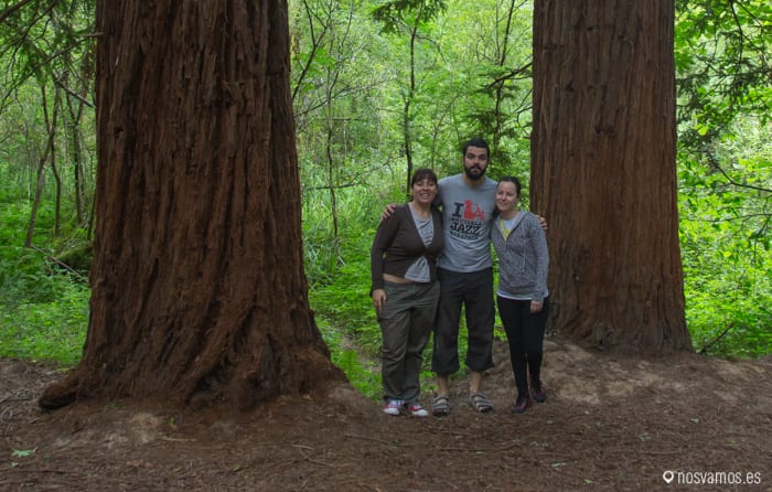Bosque de Secuoyas de Cabezón de la Sal (Cantabria)