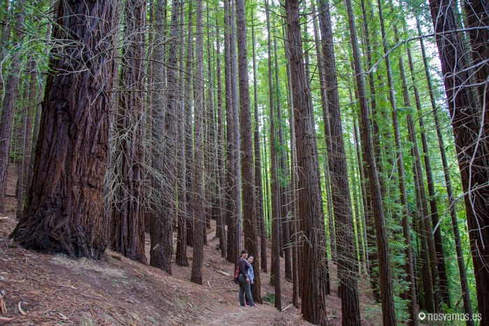 bosque-secuoyas-cabezon-6 — España