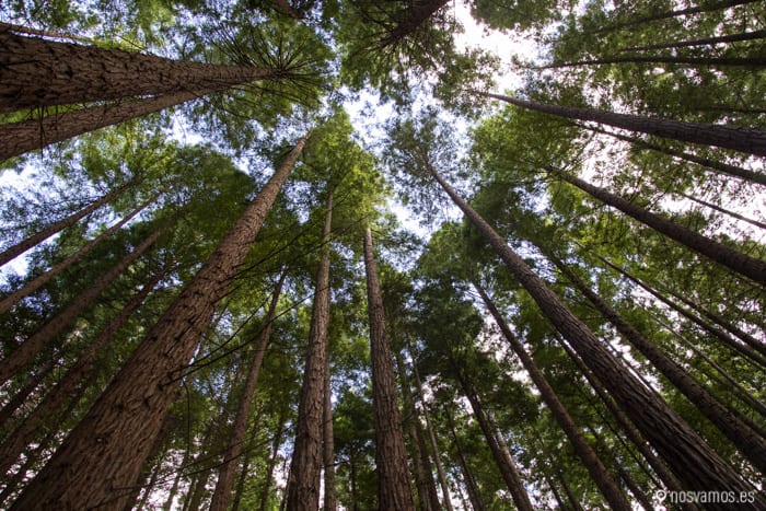 bosque-secuoyas-cabezon-7 — España