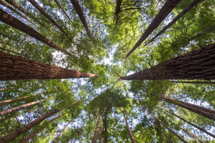 bosque-secuoyas-cabezon-8 — España