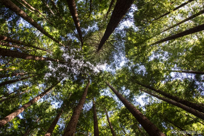 bosque-secuoyas-cabezon-9 — España