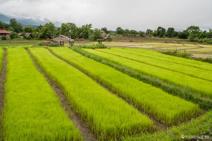 Campos de arroz en los alrrededores de Pai