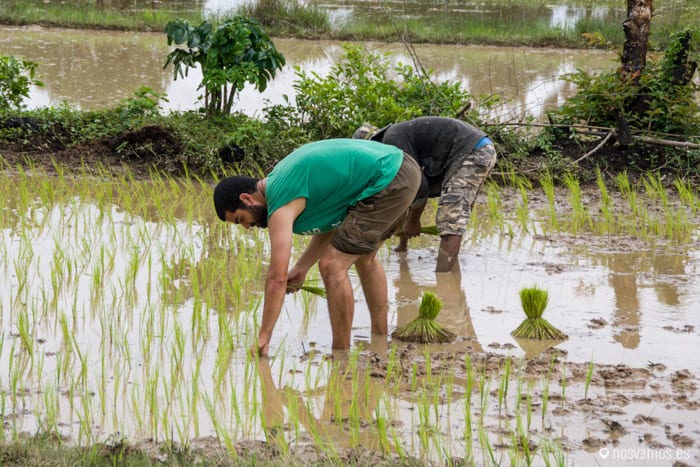 A plantar arroz — 4000 islas, Laos