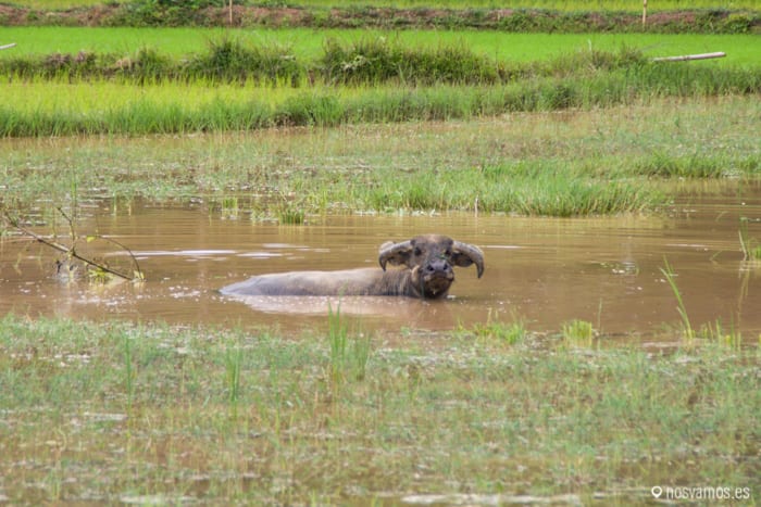 Un búfalo de agua — 4000 islas, Laos