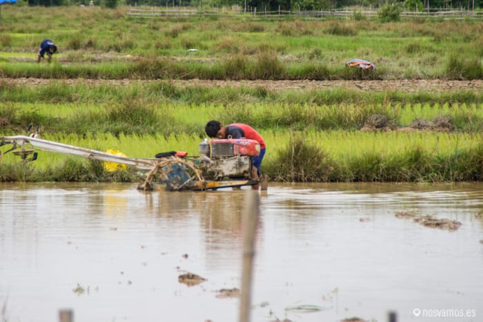 Trabajando en los campos de arroz — 4000 islas, Laos