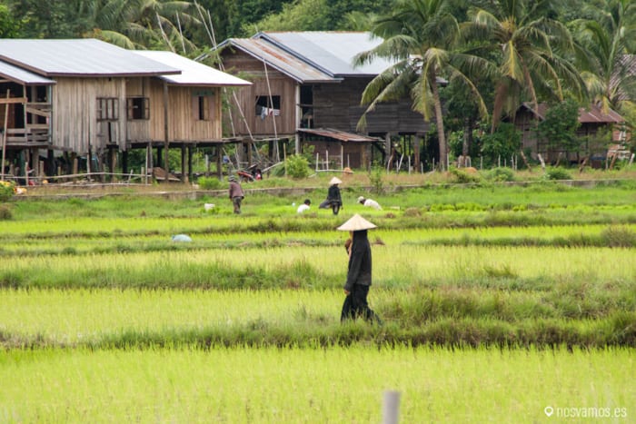 Trabajando en los campos de arroz — 4000 islas, Laos