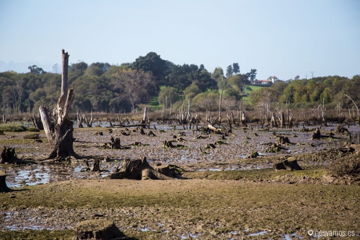 El bosque fosilizado de Oyambre