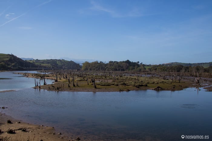 Bosque fosilizado de Oyambre — España