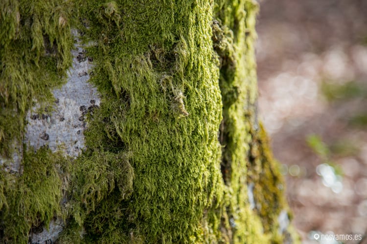 ucieda-ruta-puentes-10 — España