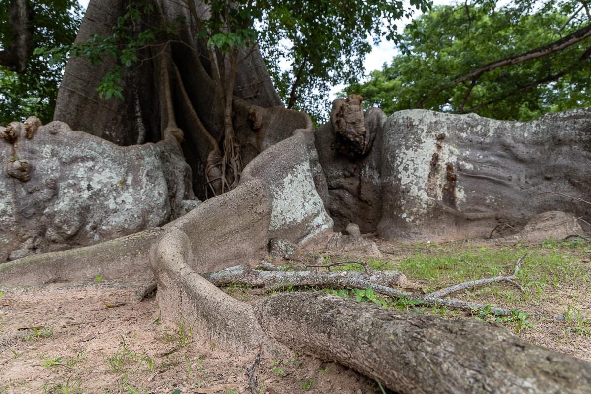 Las raices de una Ceiba