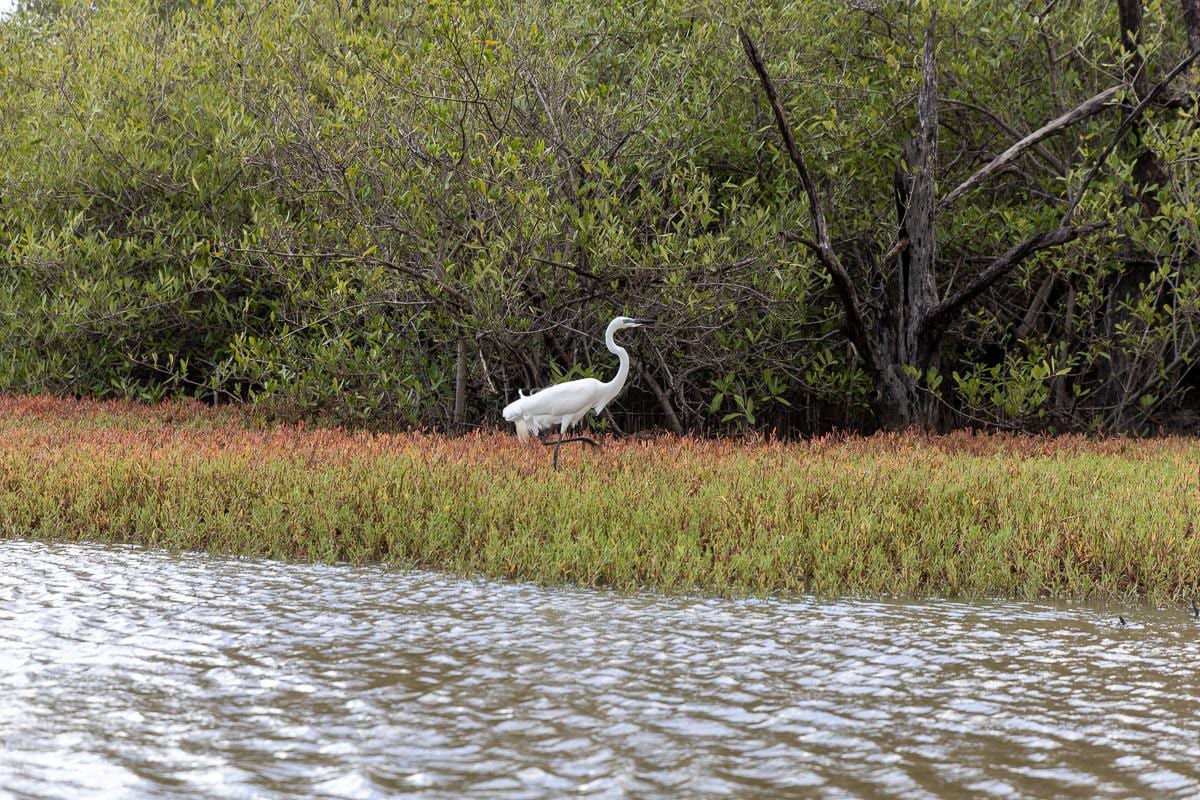 Aun con pocas aves, el paseo por el río y por los manglares merece la pena