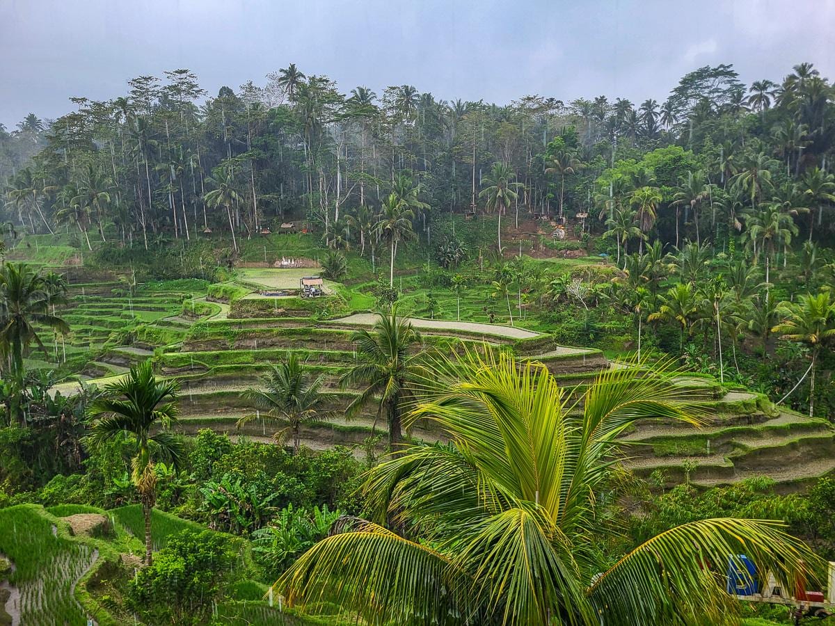 Las terrazas de arroz de Tegallalang entre palmeras