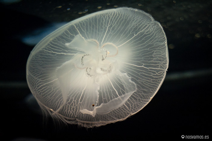 El acuario de medusas es sin duda el más bonito estéticamente