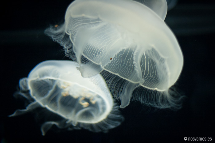 Espectacular el movimiento de las medusas