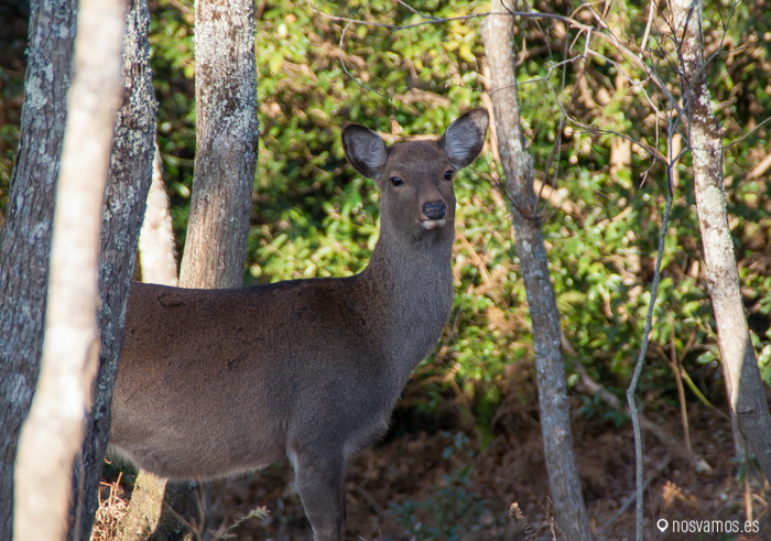 Ciervos, el habitante natural de Nara