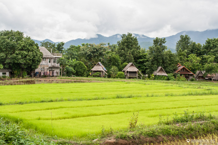Campos de arroz en los alrrededores de Pai