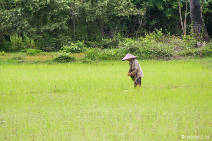 Trabajando en los campos de arroz